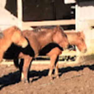 Meet your Posher, Elka